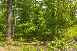 property photo for Stardust Estates Tract 26, 5.94 acres for sale in Reynolds County, Missouri