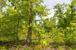 property photo for Stardust Estates Tract 26, 5.94 acres for sale in Reynolds County, Missouri