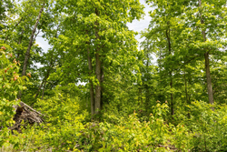 property photo for Stardust Estates Tract 26, 5.94 acres for sale in Reynolds County, Missouri