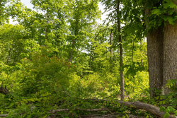 property photo for Stardust Estates Tract 27, 5.92 acres for sale in Reynolds County, Missouri