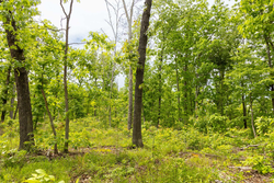 property photo for Stardust Estates Tract 27, 5.92 acres for sale in Reynolds County, Missouri