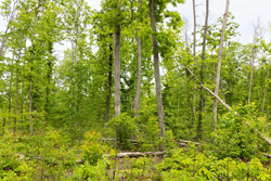 property photo for Stardust Estates Tract 27, 5.92 acres for sale in Reynolds County, Missouri