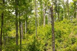 property photo for Stardust Estates Tract 27, 5.92 acres for sale in Reynolds County, Missouri