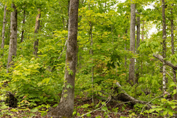 property photo for Stardust Estates Tract 3, 6.05 acres for sale in Reynolds County, Missouri