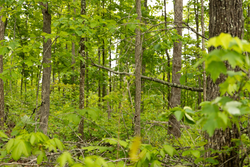 property photo for Stardust Estates Tract 3, 6.05 acres for sale in Reynolds County, Missouri