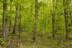 property photo for Stardust Estates Tract 3, 6.05 acres for sale in Reynolds County, Missouri