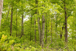 property photo for Stardust Estates Tract 3, 6.05 acres for sale in Reynolds County, Missouri