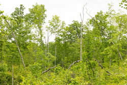 property photo for Stardust Estates Tract 30, 7.63 acres for sale in Reynolds County, Missouri