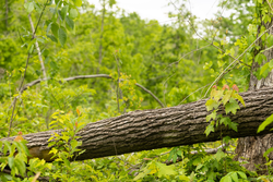 property photo for Stardust Estates Tract 30, 7.63 acres for sale in Reynolds County, Missouri