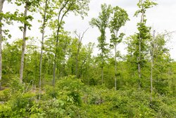 property photo for Stardust Estates Tract 30, 7.63 acres for sale in Reynolds County, Missouri