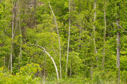 property photo for Stardust Estates Tract 30, 7.63 acres for sale in Reynolds County, Missouri
