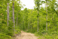 property photo for Stardust Estates Tract 30, 7.63 acres for sale in Reynolds County, Missouri