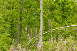 property photo for Stardust Estates Tract 30, 7.63 acres for sale in Reynolds County, Missouri