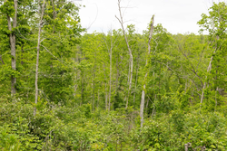 property photo for Stardust Estates Tract 30, 7.63 acres for sale in Reynolds County, Missouri