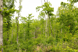property photo for Stardust Estates Tract 30, 7.63 acres for sale in Reynolds County, Missouri