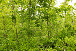 property photo for Stardust Estates Tract 31, 6.94 acres for sale in Reynolds County, Missouri