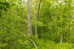 property photo for Stardust Estates Tract 31, 6.94 acres for sale in Reynolds County, Missouri