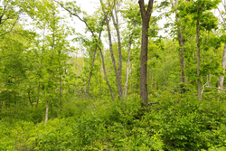 property photo for Stardust Estates Tract 31, 6.94 acres for sale in Reynolds County, Missouri