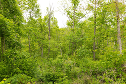property photo for Stardust Estates Tract 31, 6.94 acres for sale in Reynolds County, Missouri