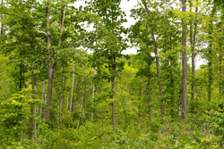 property photo for Stardust Estates Tract 31, 6.94 acres for sale in Reynolds County, Missouri