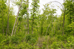 property photo for Stardust Estates Tract 31, 6.94 acres for sale in Reynolds County, Missouri