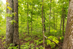 property photo for Stardust Estates Tract 32, 8.01 acres for sale in Reynolds County, Missouri
