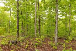 property photo for Stardust Estates Tract 32, 8.01 acres for sale in Reynolds County, Missouri