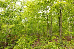 property photo for Stardust Estates Tract 32, 8.01 acres for sale in Reynolds County, Missouri