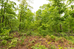 property photo for Stardust Estates Tract 32, 8.01 acres for sale in Reynolds County, Missouri