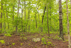 property photo for Stardust Estates Tract 32, 8.01 acres for sale in Reynolds County, Missouri