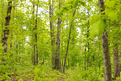 property photo for Stardust Estates Tract 34, 7.4 acres for sale in Reynolds County, Missouri