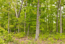 property photo for Stardust Estates Tract 34, 7.4 acres for sale in Reynolds County, Missouri