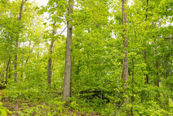 property photo for Stardust Estates Tract 34, 7.4 acres for sale in Reynolds County, Missouri