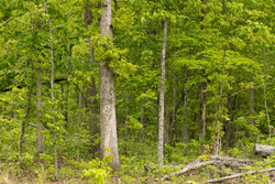 property photo for Stardust Estates Tract 34, 7.4 acres for sale in Reynolds County, Missouri