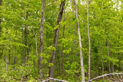 property photo for Stardust Estates Tract 34, 7.4 acres for sale in Reynolds County, Missouri