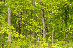 property photo for Stardust Estates Tract 34, 7.4 acres for sale in Reynolds County, Missouri