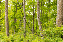 property photo for Stardust Estates Tract 34, 7.4 acres for sale in Reynolds County, Missouri