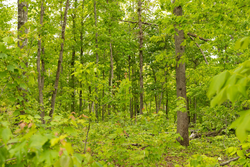 property photo for Stardust Estates Tract 34, 7.4 acres for sale in Reynolds County, Missouri
