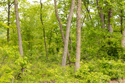 property photo for Stardust Estates Tract 34, 7.4 acres for sale in Reynolds County, Missouri