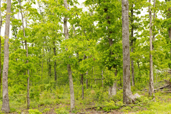 property photo for Stardust Estates Tract 34, 7.4 acres for sale in Reynolds County, Missouri