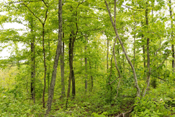 property photo for Stardust Estates Tract 35, 5.45 acres for sale in Reynolds County, Missouri