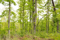 property photo for Stardust Estates Tract 35, 5.45 acres for sale in Reynolds County, Missouri