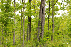 property photo for Stardust Estates Tract 35, 5.45 acres for sale in Reynolds County, Missouri