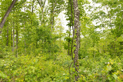 property photo for Stardust Estates Tract 35, 5.45 acres for sale in Reynolds County, Missouri
