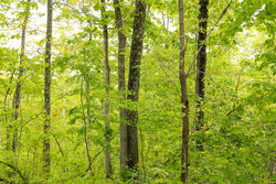 property photo for Stardust Estates Tract 35, 5.45 acres for sale in Reynolds County, Missouri