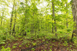 property photo for Stardust Estates Tract 37, 8.13 acres for sale in Reynolds County, Missouri