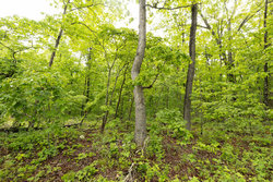 property photo for Stardust Estates Tract 37, 8.13 acres for sale in Reynolds County, Missouri