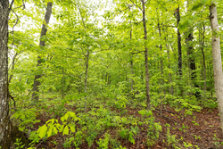 property photo for Stardust Estates Tract 37, 8.13 acres for sale in Reynolds County, Missouri