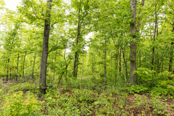 property photo for Stardust Estates Tract 37, 8.13 acres for sale in Reynolds County, Missouri