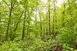property photo for Stardust Estates Tract 37, 8.13 acres for sale in Reynolds County, Missouri